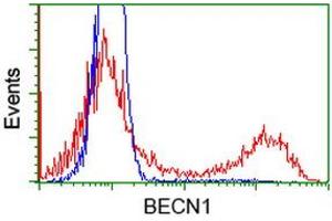 HEK293T cells transfected with either RC201629 overexpress plasmid (Red) or empty vector control plasmid (Blue) were immunostained by anti-BECN1 antibody (ABIN2454372), and then analyzed by flow cytometry. (Beclin 1 antibody)