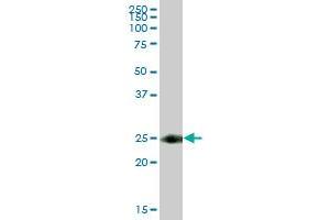 TSPAN8 MaxPab polyclonal antibody. (Tspan-8 antibody  (AA 1-237))