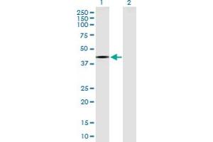Western Blot analysis of RPTOR expression in transfected 293T cell line by RPTOR MaxPab polyclonal antibody. (Raptor antibody  (AA 1-379))