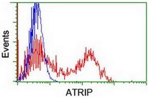 HEK293T cells transfected with either RC223562 overexpress plasmid (Red) or empty vector control plasmid (Blue) were immunostained by anti-ATRIP antibody (ABIN2455758), and then analyzed by flow cytometry. (ATRIP antibody  (AA 42-309))