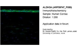 Sample Type: Human CorneaDilution: 1:200 (ALDH3A1 antibody  (C-Term))