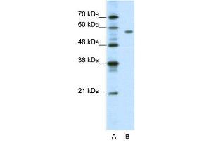 WB Suggested Anti-PBX2  Antibody Titration: 1. (PBX2 antibody  (C-Term))