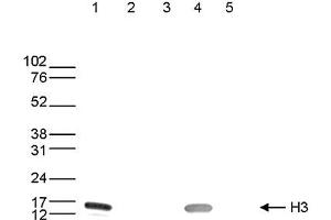 Western blot was performed on whole cell extracts from HeLa cells (25 μg, lane 1) and recombinant histone H2A, H2B, H3 and H4 (1ug, lane 2, 3, 4 and 5, respectively) using the H3pan (1B2) Monoclonal Antibody. (Histone 3 antibody  (C-Term))