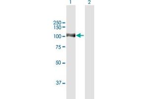 Western Blot analysis of ARS2 expression in transfected 293T cell line by ARS2 MaxPab polyclonal antibody.