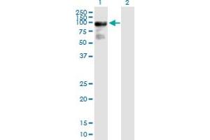 Western Blot analysis of ARHGAP24 expression in transfected 293T cell line by ARHGAP24 MaxPab polyclonal antibody. (ARHGAP24 antibody  (AA 1-653))