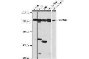 Western blot analysis of extracts of various cell lines, using BCMO1 antibody (ABIN7265877) at 1:1000 dilution. (BCMO1 antibody  (AA 268-547))
