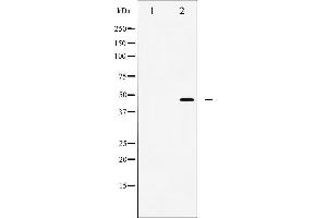 Western blot analysis of wnt1 expression in NIH3T3 cell lysate.