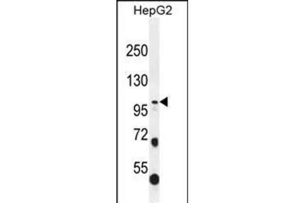 COL21A1 antibody  (N-Term)