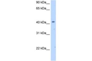 Western Blotting (WB) image for anti-Solute Carrier Family 25 (Mitochondrial Carrier, Phosphate Carrier), Member 24 (SLC25A24) antibody (ABIN2462753) (SLC25A24 antibody)