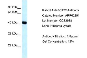 Western Blotting (WB) image for anti-Branched Chain Amino-Acid Transaminase 2, Mitochondrial (BCAT2) (N-Term) antibody (ABIN2789081) (BCAT2 antibody  (N-Term))