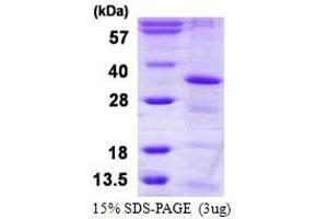 Image no. 1 for HAUS Augmin-Like Complex, Subunit 1 (HAUS1) protein (His tag) (ABIN1098601) (HAUS1 Protein (His tag))