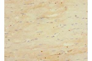 Immunohistochemistry of paraffin-embedded human skeletal muscle tissue using ABIN7151626 at dilution of 1:100 (Endomucin antibody  (AA 19-135))