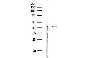anti-Purinergic Receptor P2x, Ligand-Gated Ion Channel, 3 (P2RX3) (C-Term) antibody