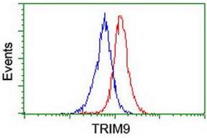 Image no. 2 for anti-Tripartite Motif Containing 9 (TRIM9) (AA 284-669) antibody (ABIN1491329) (TRIM9 antibody  (AA 284-669))