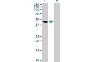 Western Blot analysis of PAK1IP1 expression in transfected 293T cell line by PAK1IP1 MaxPab polyclonal antibody.