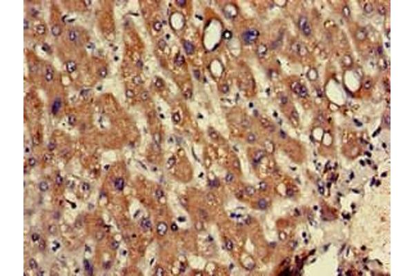 RPL12 antibody  (AA 1-99)