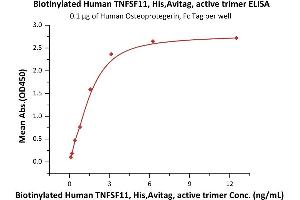 Immobilized Human Osteoprotegerin, Fc Tag (ABIN2181850,ABIN2181849) at 1 μg/mL (100 μL/well) can bind Biotinylated Human TNFSF11, His,Avitag, active trimer (ABIN6973285) with a linear range of 0.