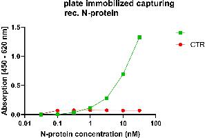 Anti-nucleocapsid protein antibody, (ABIN7581774), was coated into MTP wells for antigen capture. (Recombinant SARS-CoV-2 Nucleocapsid antibody  (Whole Molecule))