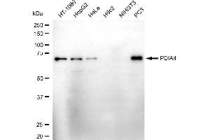 Western blotting analysis using PDIA4 antibody (ABIN7799977). (Recombinant PDIA4 antibody)