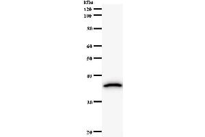 Western Blotting (WB) image for anti-HMG Box Domain Containing 4 (HMGXB4) antibody (ABIN931139) (HMGXB4 antibody)