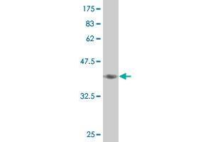 Western Blotting (WB) image for anti-Mediator Complex Subunit 16 (MED16) (AA 1-110) antibody (ABIN523401)