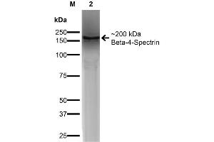 Western Blot analysis of COS-Beta-4-Spectrin-His showing detection of ~ 200 kDa Beta-4-Spectrin protein using Mouse Anti-Beta-4-Spectrin Monoclonal Antibody, Clone S393-2 . (SPTBN4 antibody  (AA 1621-1832) (PE))