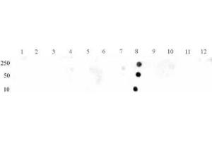 STAT3 phospho Tyr705 pAb tested by dot blot analysis. (STAT3 antibody  (pTyr705))