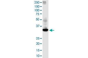 DTWD1 antibody  (AA 1-304)