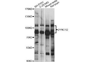 Western blot analysis of extracts of various cell lines, using DYNC1I2 antibody (ABIN6293165) at 1:1000 dilution. (DYNC1I2 antibody)