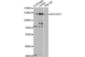 Western blot analysis of extracts of various cell lines, using HTATSF1 antibody (ABIN5973562) at 1/1000 dilution. (HTATSF1 antibody)