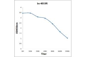 Antigen: 0. (TBXAS1 antibody  (AA 451-533))
