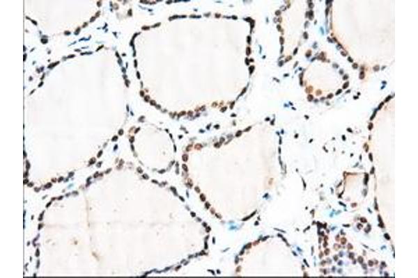 MTRF1L antibody