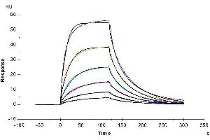 Cynomolgus CD200 R1, His Tag immobilized on CM5 Chip can bind Cynomolgus CD200, His Tag with an affinity constant of 35. (CD200R1 Protein (AA 25-267) (His tag))