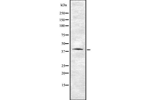 VN1R1 Antikörper  (N-Term)