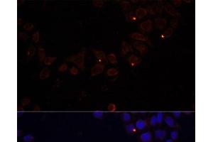 Immunofluorescence analysis of 293T cells using FXN / FRataxin Polyclonal Antibody at dilution of 1:100 (40x lens). (Frataxin antibody)