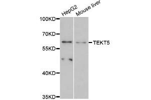 Western blot analysis of extracts of various cell lines, using TEKT5 antibody (ABIN6293980) at 1:3000 dilution.