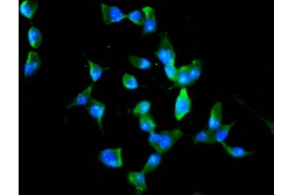 MEX3B antibody  (AA 253-375)