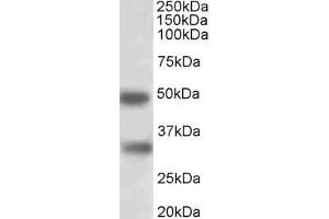 ABIN5539528 (1µg/ml) staining of Human Spleen lysate (35µg protein in RIPA buffer). (GEM antibody  (AA 34-46))