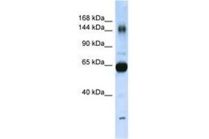 Image no. 1 for anti-Collagen, Type XI, alpha 2 (COL11A2) (AA 323-372) antibody (ABIN6741878) (COL11A2 antibody  (AA 323-372))