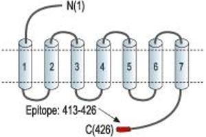 Representative domain view of the target of ABIN7043119.