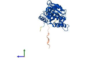 AlphaFold protein structure predicition of Mouse Recombinant Isoc1 Protein, UniprotID Q91V64