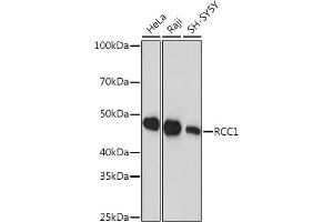 Western blot analysis of extracts of various cell lines, using RCC1 Rabbit mAb (ABIN1512845, ABIN3021028, ABIN3021029 and ABIN7101332) at 1:1000 dilution. (RCC1 antibody)