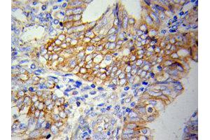 Immunohistochemistry of paraffin-embedded H-spleen using VCAM1 Antibody. (VCAM1 antibody  (AA 300-400))