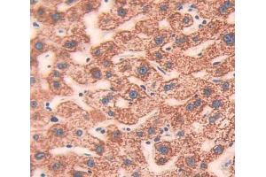 Used in DAB staining on fromalin fixed paraffin- embedded Kidney tissue (CIB1 antibody  (AA 2-191))