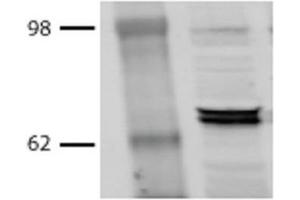 Western Blot analysis of Bovine MDBK cell lysates showing detection of Hsp70 protein using Mouse Anti-Hsp70 Monoclonal Antibody, Clone BB70 . (HSP70/HSC70 antibody  (PE))
