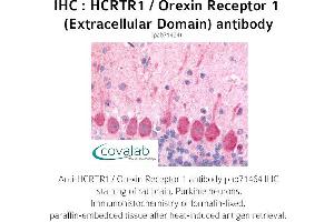 Image no. 1 for anti-Hypocretin (Orexin) Receptor 1 (HCRTR1) (2nd Extracellular Domain) antibody (ABIN1735351)