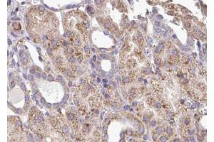 ABIN6268743 at 1/100 staining human kidney tissue sections by IHC-P. (MYD88 antibody)