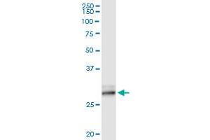 Immunoprecipitation of KLK7 transfected lysate using anti-KLK7 MaxPab rabbit polyclonal antibody and Protein A Magnetic Bead , and immunoblotted with KLK7 purified MaxPab mouse polyclonal antibody (B02P) . (Kallikrein 7 antibody  (AA 1-253))