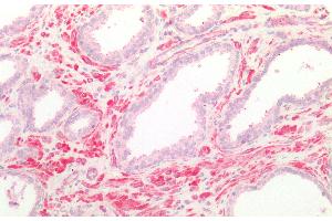 Detection of FPGS in Human Smooth muscle of Prostate Tissue using Polyclonal Antibody to Folylpolyglutamate Synthase, Mitochondrial (FPGS) (FPGS antibody  (AA 210-439))