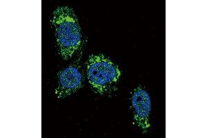 Immunofluorescence (IF) image for anti-Glucokinase (Hexokinase 4) (GCK) antibody (ABIN2930453) (GCK antibody)